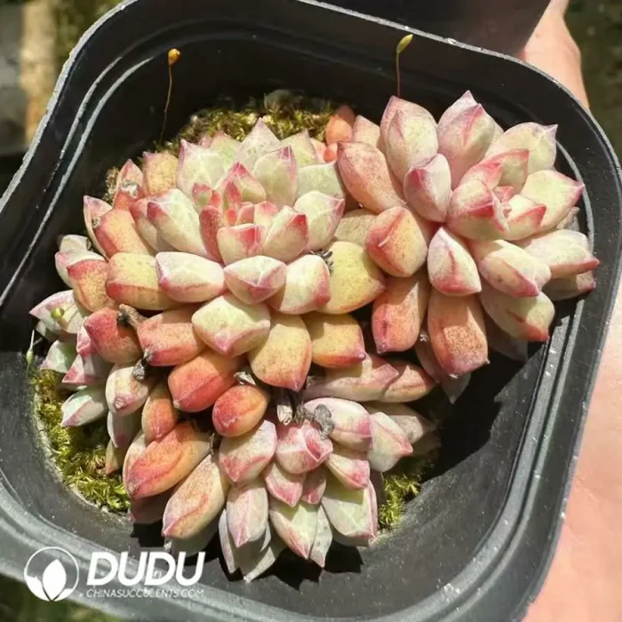 Echeveria subcorymbosa lau 030 Clustering - Image 2