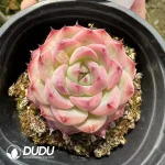 Echeveria Pink Crystal - Image 2