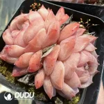 Echeveria Pure Love Double Heads - Image 2