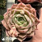 Echeveria Onslow - Image 2