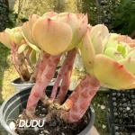 Echeveria Peach Pride Clustering - Image 2