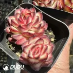 Echeveria Pulidonis Christmas Double Heads - Image 2