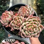 Echeveria Nana Mini Hook Clustering - Image 2