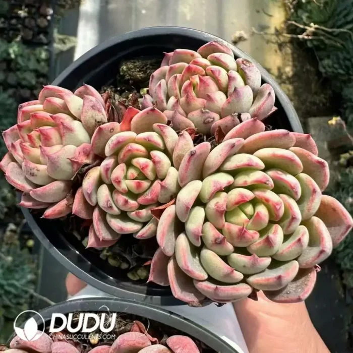 Echeveria Nana Mini Hook Clustering - Image 2