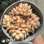 Echeveria Benba Multiple Heads Clustering - Image 2