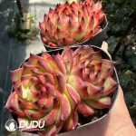 Echeveria Moonstone Double Heads - Image 2