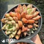 Echeveria Pebbles Cluster - Image 2