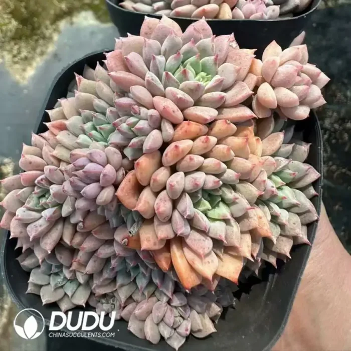 Echeveria Chrissy N Ryan Variegated - Image 2