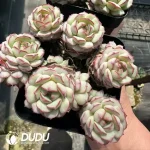 Echeveria Little Red Boat Multiple Heads Cluster - Image 2