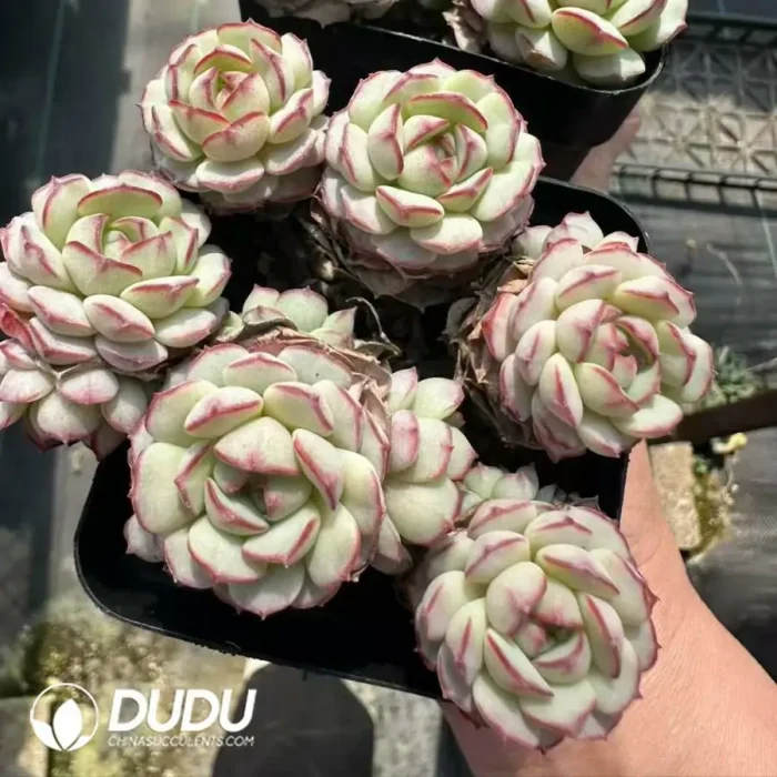 Echeveria Little Red Boat Multiple Heads Cluster - Image 2