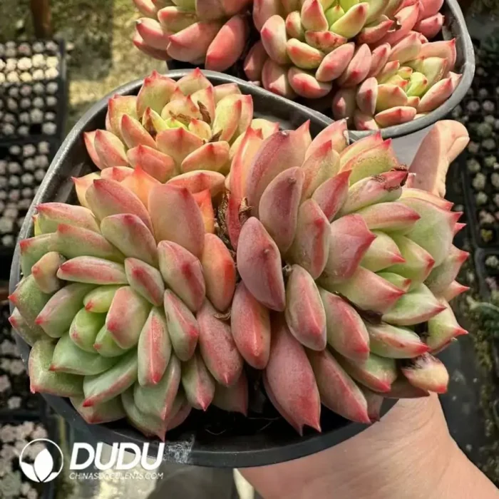 Echeveria Athena Cluster - Image 2