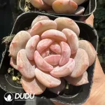 Echeveria Monroe - Image 2