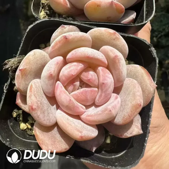 Echeveria Monroe - Image 2