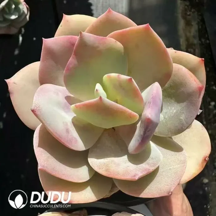 Echeveria Hakuhou - Image 2