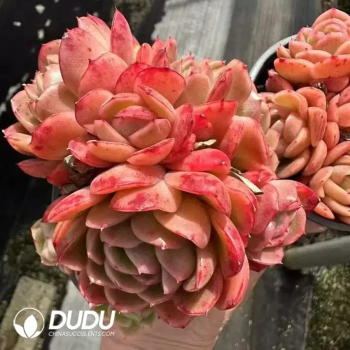 Echeveria Jade Ring Clustering - Image 2