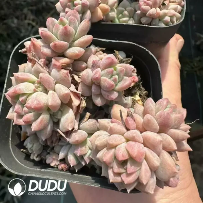 Echeveria Prolifica Clustering(Scattered Clustering) - Image 2