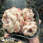 Echeveria Crystal Rose Clustering - Image 2