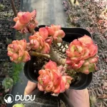 Echeveria Wax Peony Clustering - Image 2