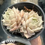 Echeveria Lola Double Head - Image 2