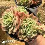 Echeveria Lime Chili Clustering - Image 2