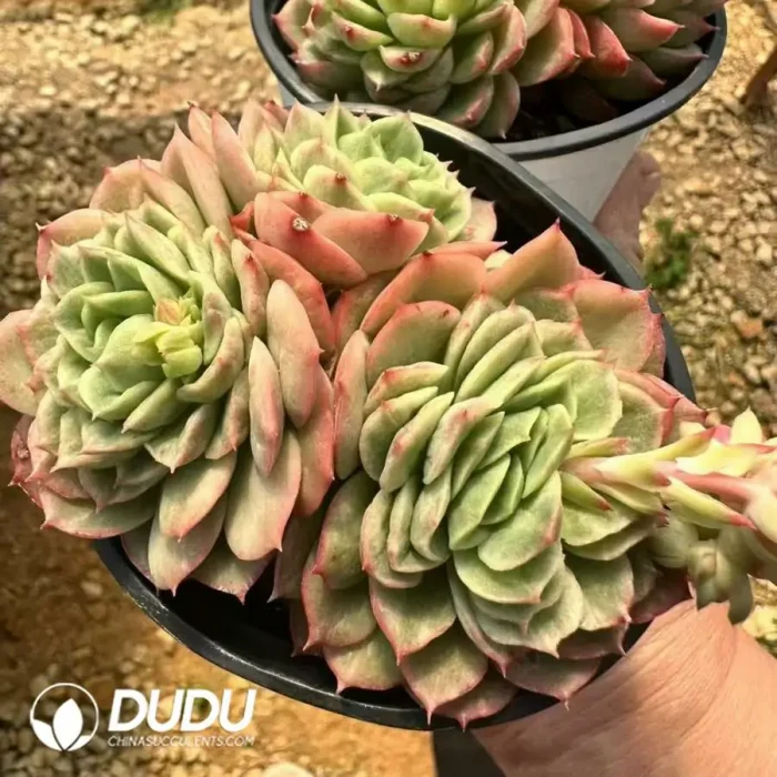 Echeveria Lime Chili Clustering - Image 2