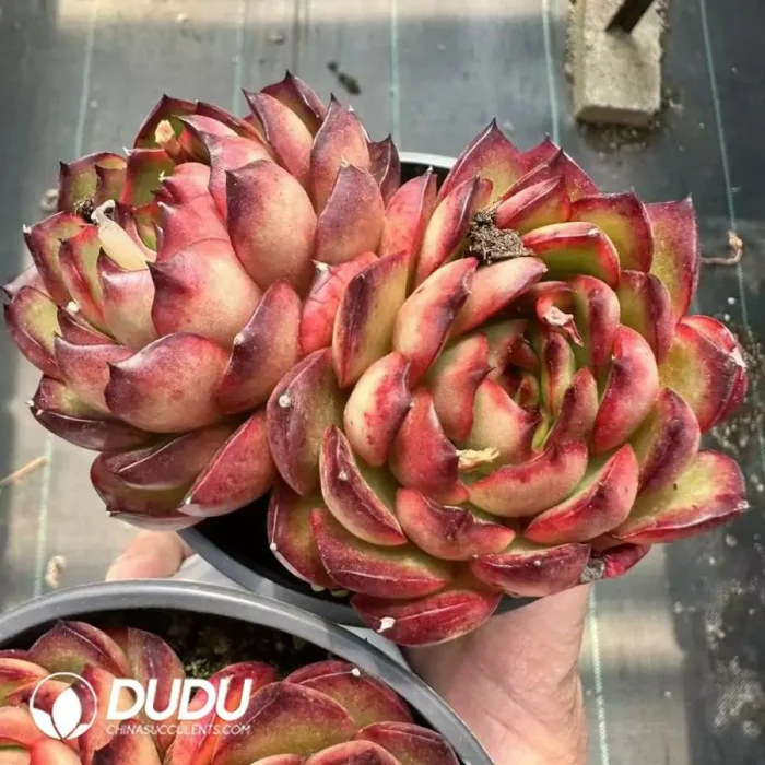 Echeveria Pollyanna Double Head - Image 2