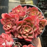 Echeveria Noble Clustering - Image 2