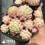 Echeveria Ball of Fat Clustering - Image 2