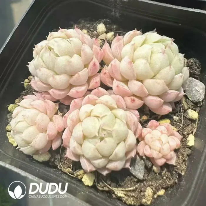 Echeveria Ball of Fat Clustering - Image 2