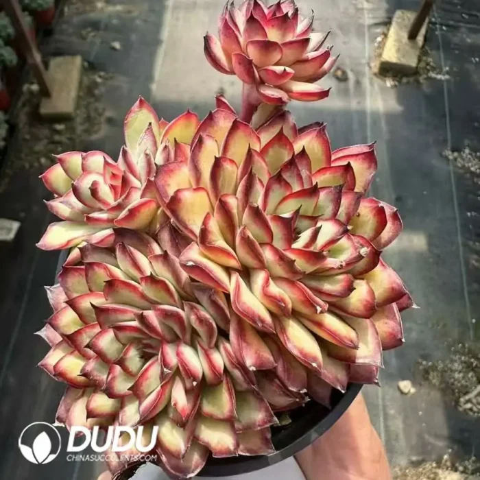 Echeveria Lingyin Clustering - Image 2