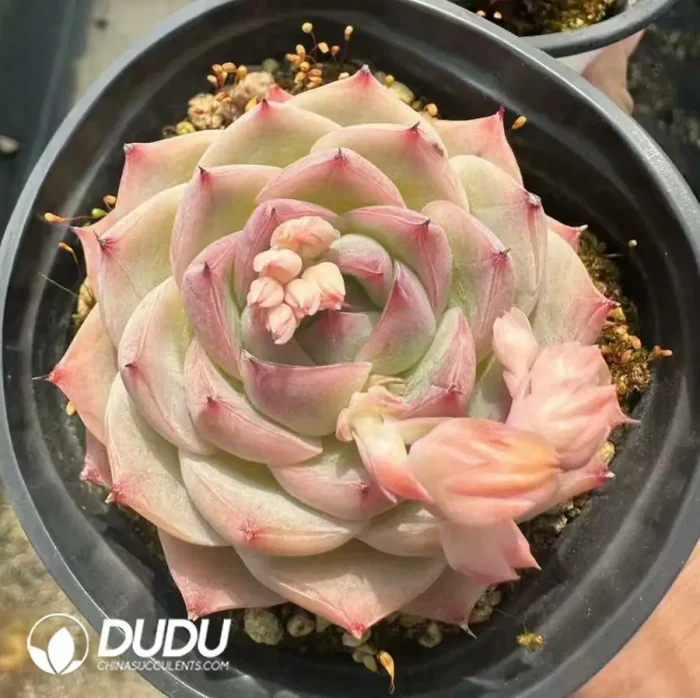 Echeveria Crystal Rose - Image 2