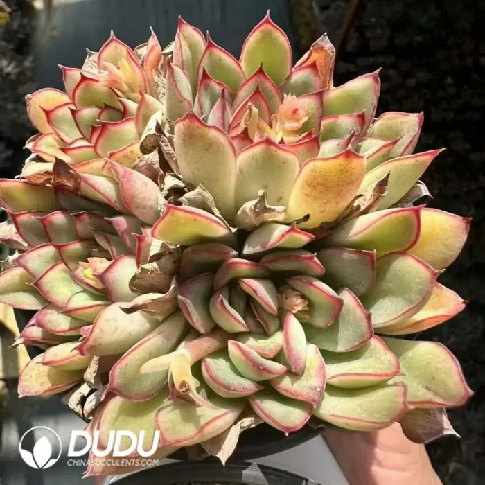 Echeveria Empress Dowager Clustering - Image 2