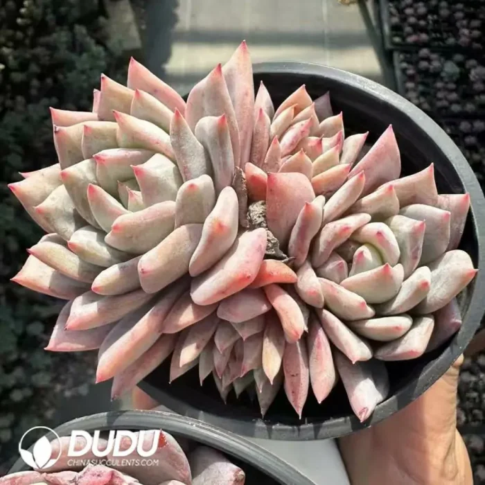 Echeveria Pink Bluebird Clustering - Image 2