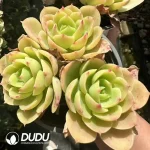 Echeveria Lemon Prince clustering - Image 2