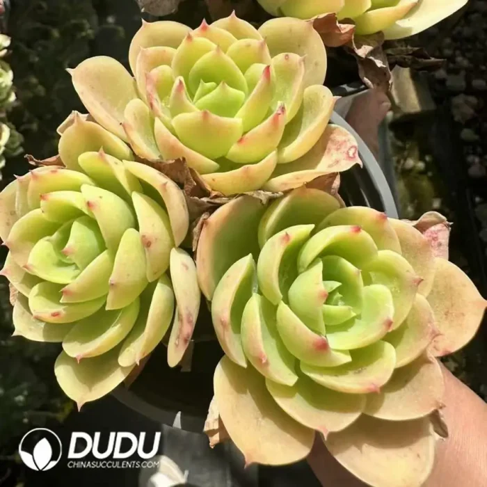 Echeveria Lemon Prince clustering - Image 2