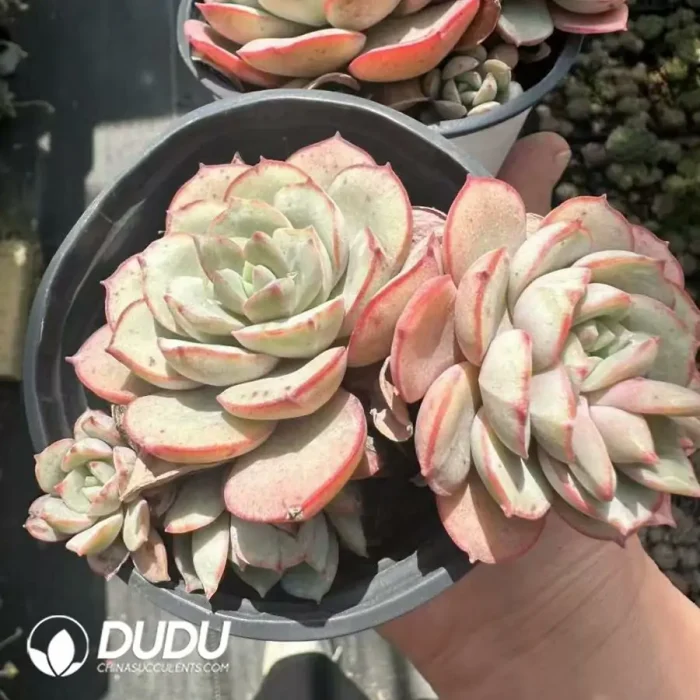 Echeveria Lingbo Fairy Double - Image 2