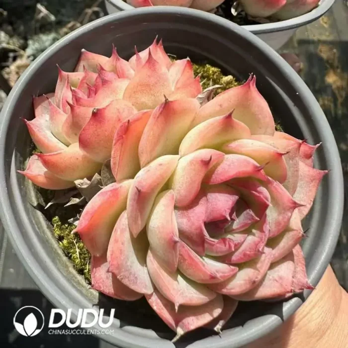 Echeveri Silhouette Double - Image 2