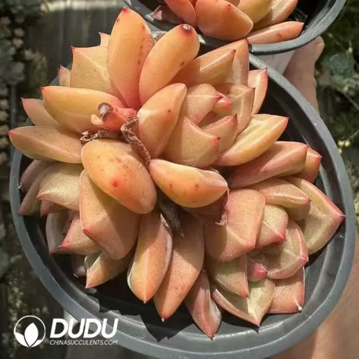 Echeveria Champagne clustering - Image 2