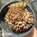 Echeveria Demon Flame Multi-Head Clustering - Image 2