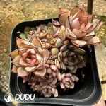 Echeveria Cinderella clustering - Image 2