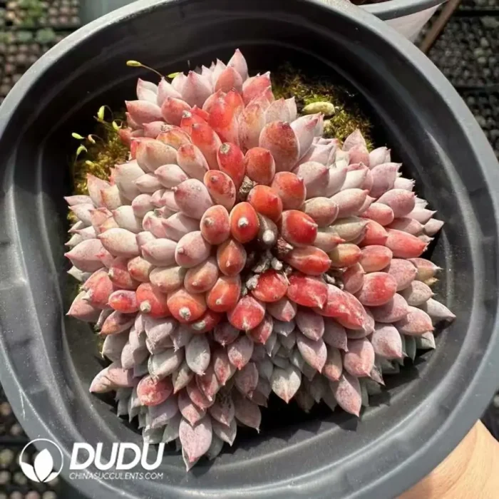 Echeveria Little blue clothes clustering - Image 2