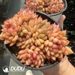 Echeveria Female clustering - Image 2