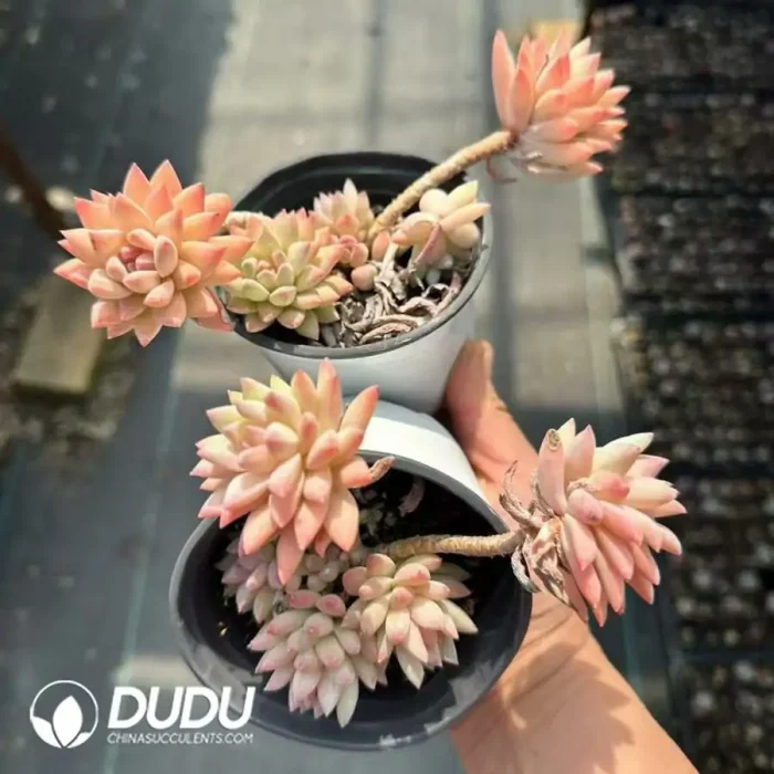 Echeveria tree ice clustering - Image 2