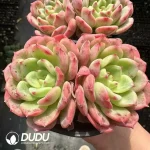Echeveria Salmon Double - Image 2