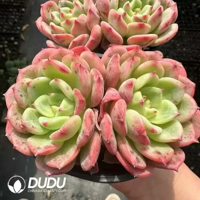 Echeveria Salmon Double - Image 2