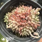 Echeveria Cuspidata var. Zaragozae Clustering - Image 2