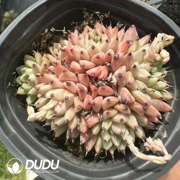 Echeveria Cuspidata var. Zaragozae Clustering - Image 2