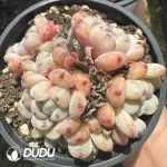 Echeveria Viyant Clustering - Image 2