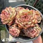 Echeveria Super Circle Clustering(Scattered Clustering) - Image 2