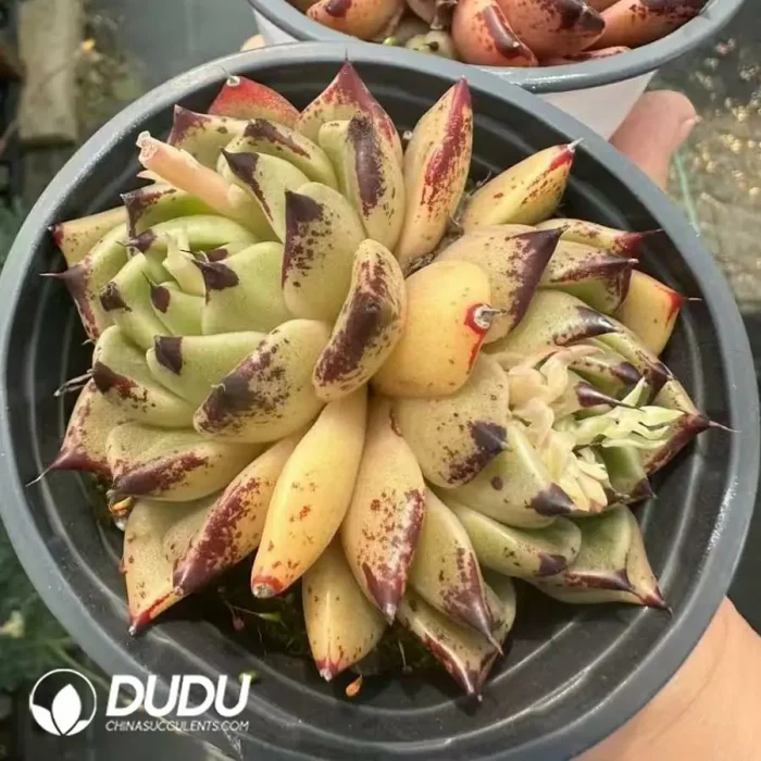 Echeveria Halloween Double Heads - Image 2